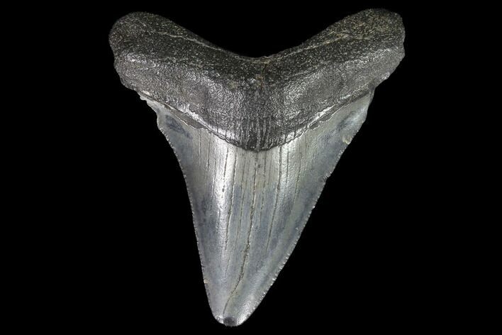 Juvenile Megalodon Tooth - Georgia #91122